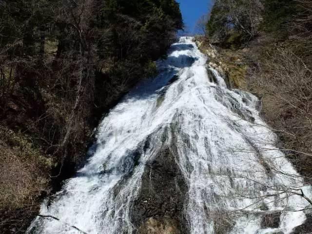 比熊正常体重表游戏画面